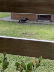 Pavo cristatus