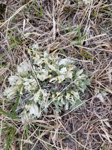 Threeleaf Milkvetch (Astragalus gilviflorus)