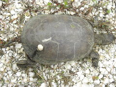 Emys orbicularis persica