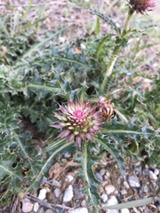 Carduus nutans platylepis