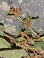 Rumex spinosus