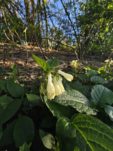 Creeping comfrey (Symphytum grandiflorum)