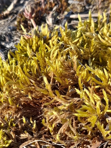 Yellow Feather-moss (Homalothecium lutescens)