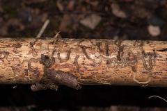 Anthaxia quadripunctata