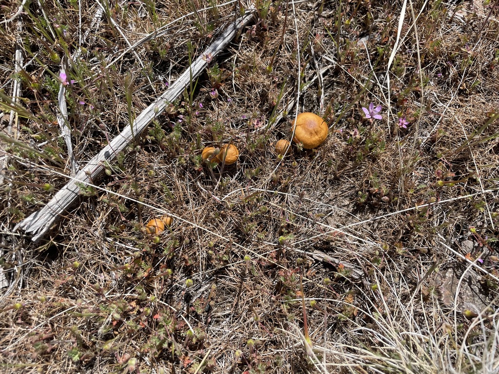 Agrocybe pediades · April 2026 · photo: © lejones417 (iNaturalist, cc-by-nc)