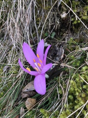 Colchicum bulbocodium