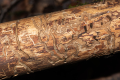 Anthaxia quadripunctata