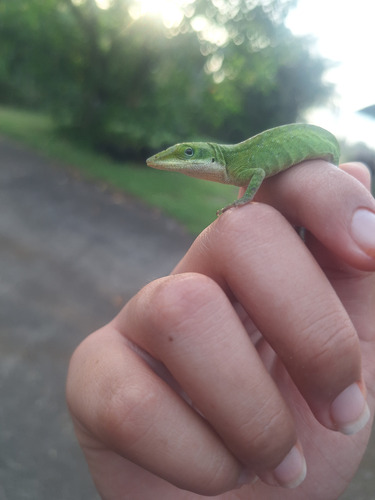 Anolis carolinensis observed 2026-04-06