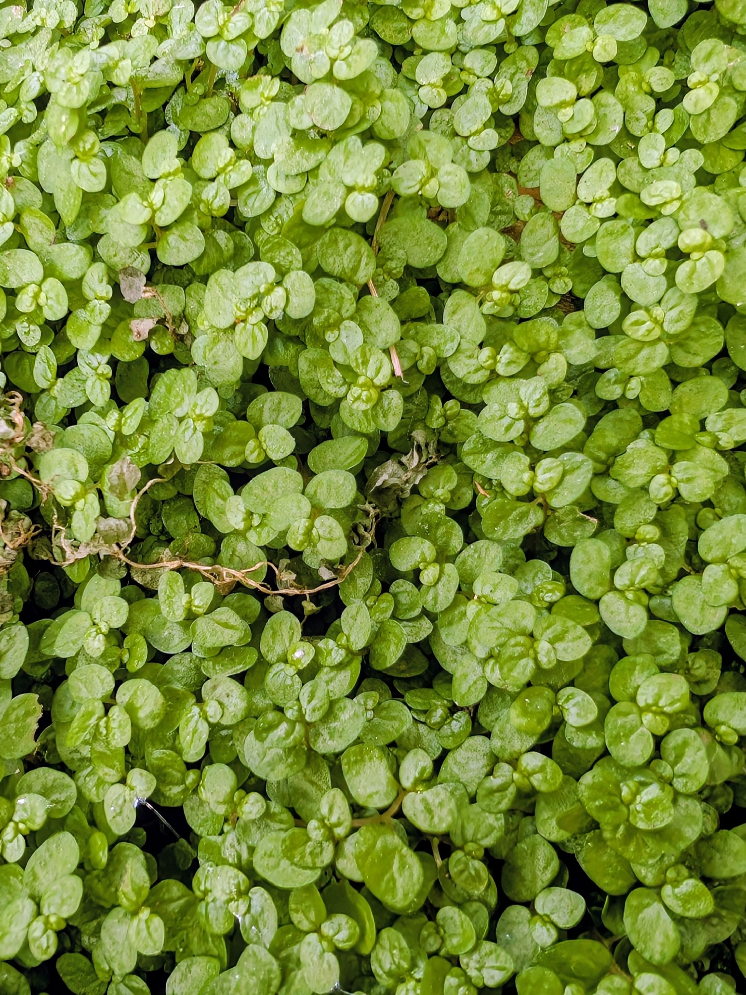 Soleirolia soleirolii