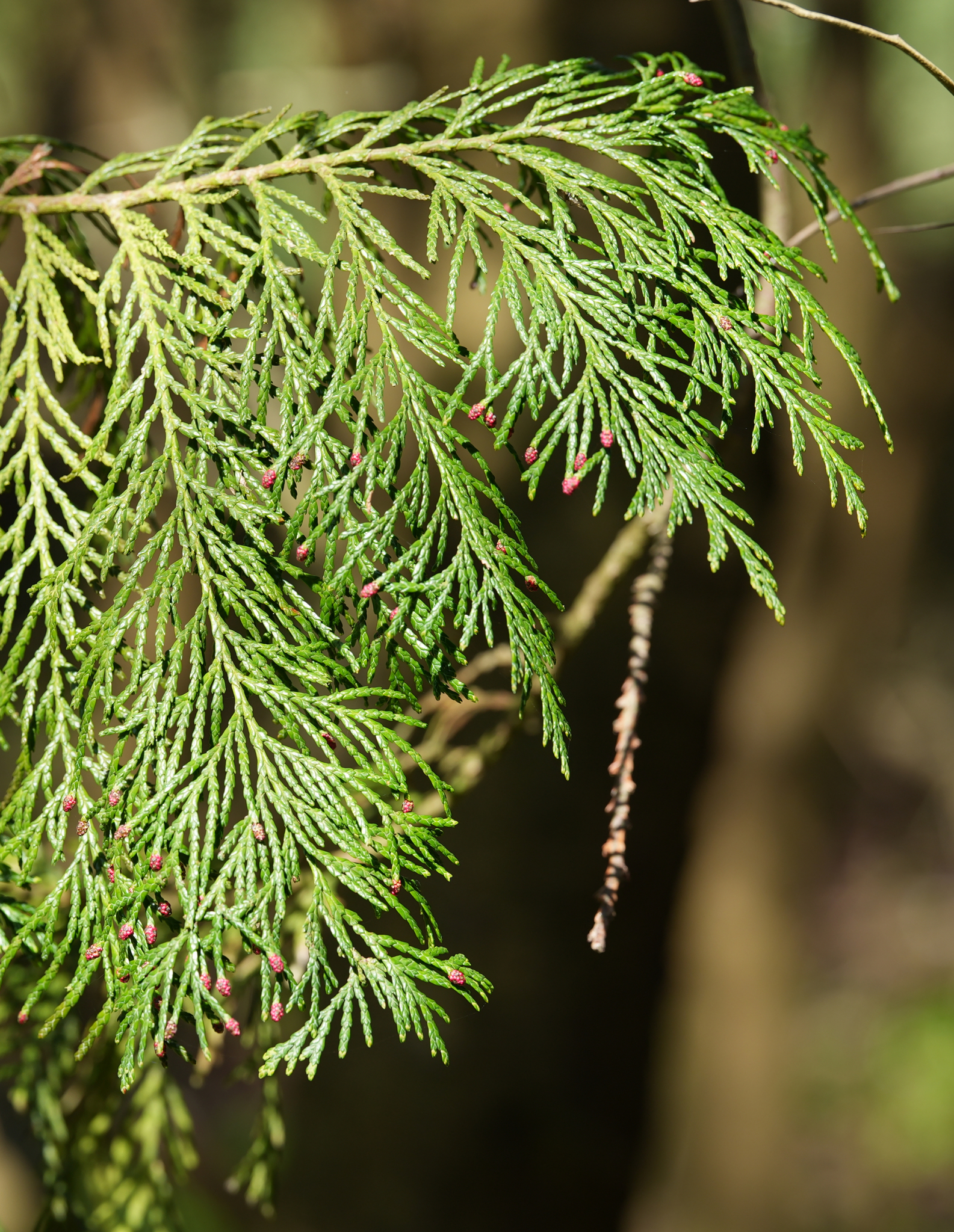 Lawson's Cypress (Chamaecyparis lawsoniana)