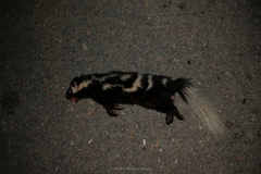 Spilogale angustifrons