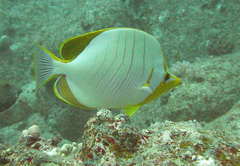 Chaetodon xanthocephalus