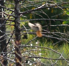 Phoenicurus ochruros gibraltariensis