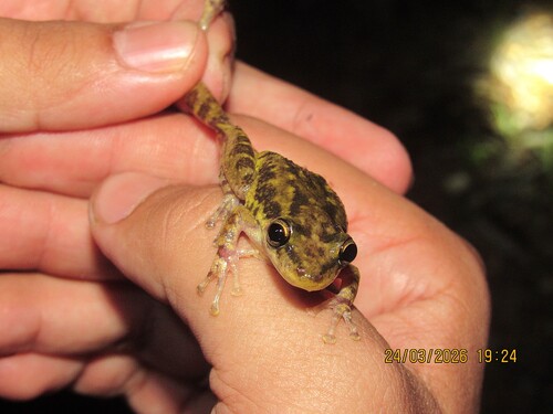 Chapada dos Veadeiros Snouted Tree Frog