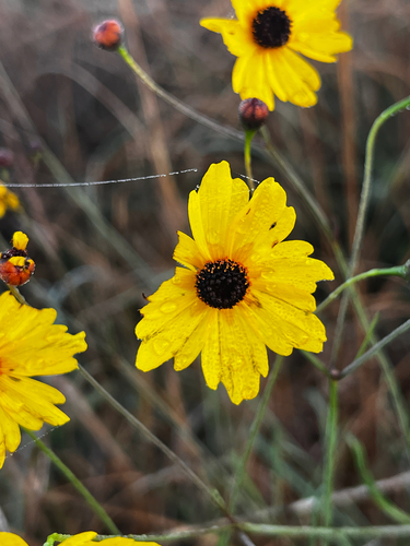 Leavenworth's Tickseed (Coreopsis leavenworthii)