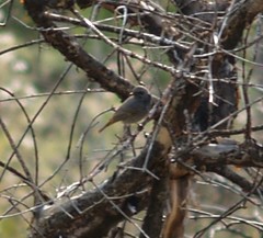 Phoenicurus ochruros gibraltariensis