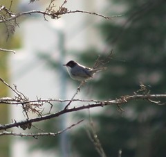 Curruca melanocephala