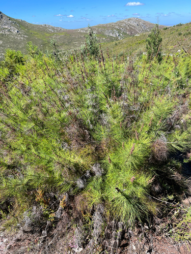 Elegia capensis, photograph 6