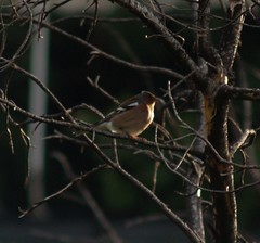 Fringilla coelebs