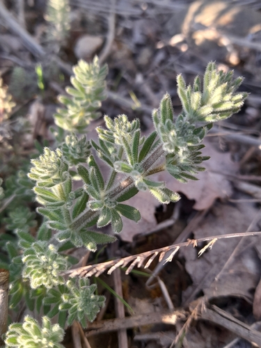 Sea Peffle (Galium maritimum)