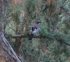 Garrulus glandarius graecus