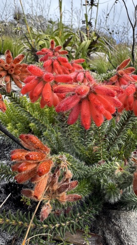 Fire Heath (Erica cerinthoides)