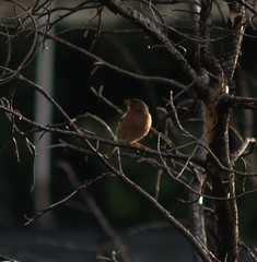 Fringilla coelebs
