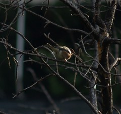 Fringilla coelebs