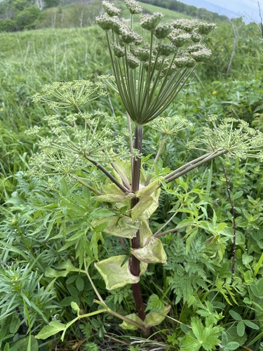 Agasyllis latifolia, photograph 2