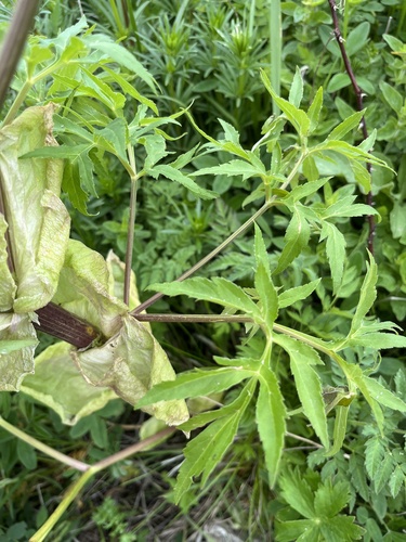 Agasyllis latifolia, photograph 3