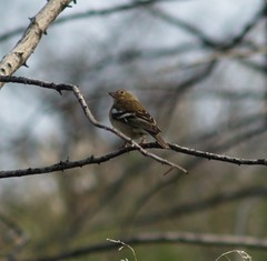 Fringilla coelebs