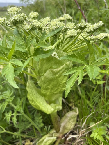 Agasyllis latifolia