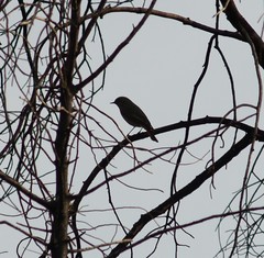Phoenicurus ochruros gibraltariensis