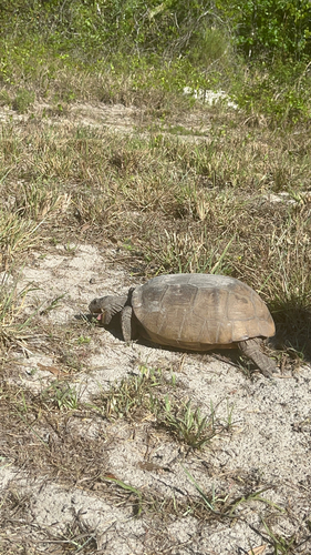Gopherus polyphemus
