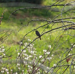 Phoenicurus ochruros gibraltariensis
