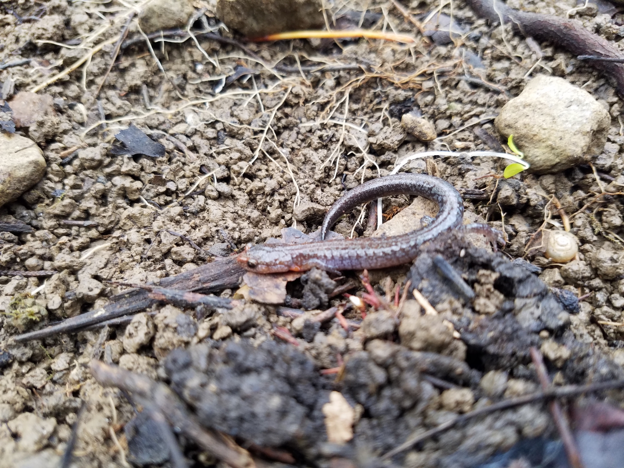 southern zigzag salamander