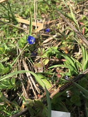 Veronica triphyllos