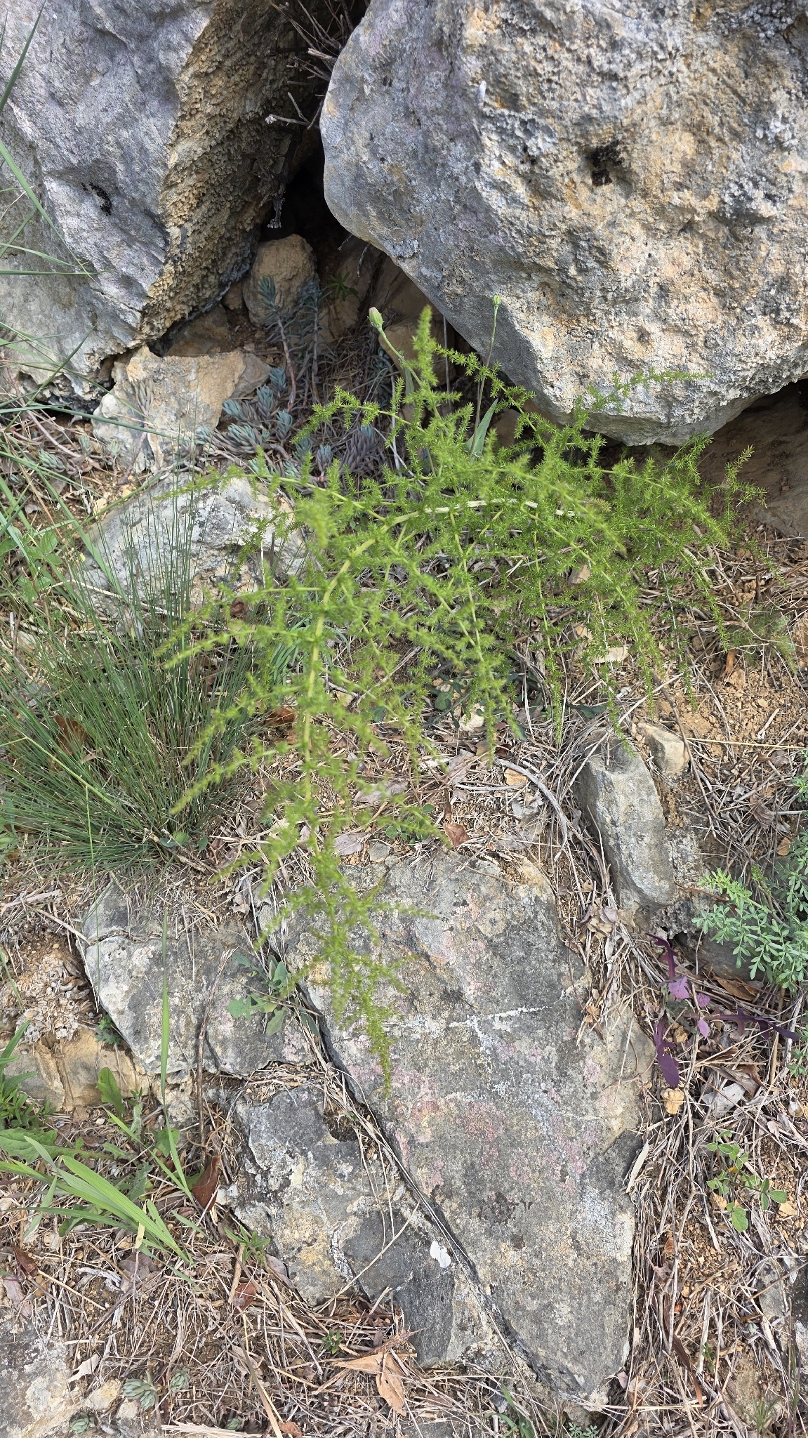 Spiny Asparagus (Asparagus acutifolius)
