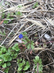 Veronica triphyllos