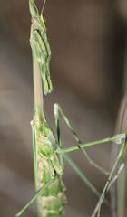 Empusa pennicornis