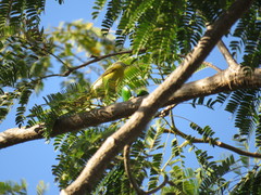 Leiothlypis ruficapilla