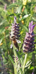 Apis mellifera