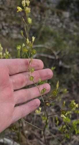 Mediterranean Buckler-mustard (Biscutella didyma)