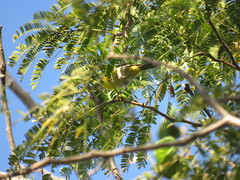 Leiothlypis ruficapilla