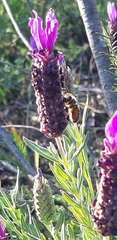 Apis mellifera