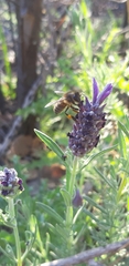 Apis mellifera