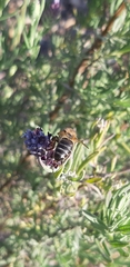 Apis mellifera