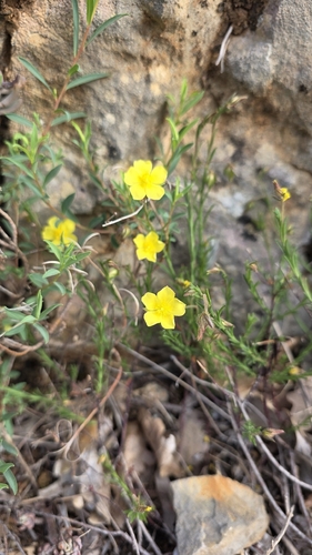 Heath-Leaved Sun Rose (Fumana ericifolia)
