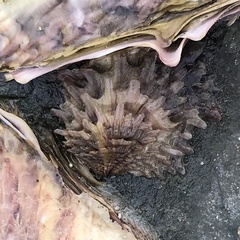 Pinctada mazatlanica