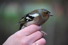 Fringilla coelebs